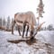 Magical Reindeer Sleigh Ride Levi