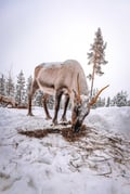 Magical Reindeer Sleigh Ride Levi