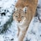 Private Day Trip to Ranua Wildlife Park 