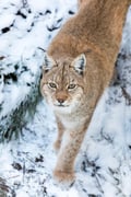 Private Day Trip to Ranua Wildlife Park
