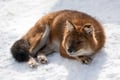 Private Day Trip to Ranua Wildlife Park