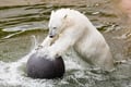 Ranua Wildlife Park Tour from Rovaniemi – Small Group Experience