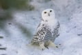 Ranua Wildlife Park Tour from Rovaniemi – Small Group Experience