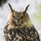 Ranua Wildlife Park Tour from Rovaniemi – Small Group Experience