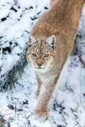 Ranua Wildlife Park Tour from Rovaniemi – Small Group Experience