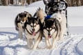 Rovaniemi: Winter Husky Safari - Drive Your Own Husky Team (5-8 km), Small Group & BBQ
