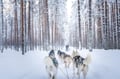Rovaniemi: Winter Husky Safari - Drive Your Own Husky Team (5-8 km), Small Group & BBQ