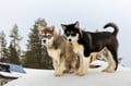Rovaniemi: Winter Husky Safari - Drive Your Own Husky Team (5-8 km), Small Group & BBQ