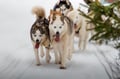 Rovaniemi: Winter Husky Safari - Drive Your Own Husky Team (5-8 km), Small Group & BBQ