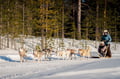 Rovaniemi: Winter Husky Safari - Drive Your Own Husky Team (5-8 km), Small Group & BBQ