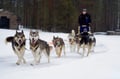 Rovaniemi: Winter Husky Safari - Drive Your Own Husky Team (5-8 km), Small Group & BBQ