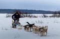 Rovaniemi: Winter Husky Safari - Drive Your Own Husky Team (5-8 km), Small Group & BBQ