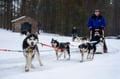 Rovaniemi: Winter Husky Safari - Drive Your Own Husky Team (5-8 km), Small Group & BBQ