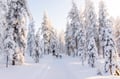 Rovaniemi: Winter Husky Safari - Drive Your Own Husky Team (5-8 km), Small Group & BBQ
