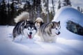 Rovaniemi: Winter Husky Safari - Drive Your Own Husky Team (5-8 km), Small Group & BBQ