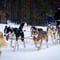 Rovaniemi: Winter Husky Safari - Drive Your Own Husky Team (5-8 km), Small Group & BBQ