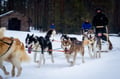 Rovaniemi: Winter Husky Safari - Drive Your Own Husky Team (5-8 km), Small Group & BBQ