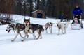 Rovaniemi: Winter Husky Safari - Drive Your Own Husky Team (5-8 km), Small Group & BBQ
