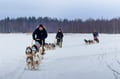 Rovaniemi: Winter Husky Safari - Drive Your Own Husky Team (5-8 km), Small Group & BBQ