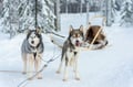 Rovaniemi: Winter Husky Safari - Drive Your Own Husky Team (5-8 km), Small Group & BBQ