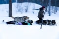 Rovaniemi: Winter Husky Safari - Drive Your Own Husky Team (5-8 km), Small Group & BBQ
