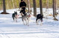 Rovaniemi: Winter Husky Safari - Drive Your Own Husky Team (5-8 km), Small Group & BBQ