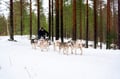 Rovaniemi: Winter Husky Safari - Drive Your Own Husky Team (5-8 km), Small Group & BBQ