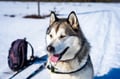 Rovaniemi: Winter Husky Safari - Drive Your Own Husky Team (5-8 km), Small Group & BBQ