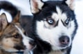 Rovaniemi: Winter Husky Safari - Drive Your Own Husky Team (5-8 km), Small Group & BBQ