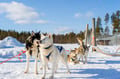 Rovaniemi: Winter Husky Safari - Drive Your Own Husky Team (5-8 km), Small Group & BBQ