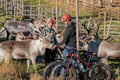 Electric Fatbike Trip to the Reindeer Farm