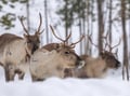 Private meeting with Santa in Santa Claus Cottage in Rovaniemi