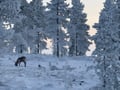 Reindeer & Snowshoeing Experience in the Wild