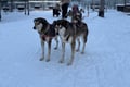 Rovaniemi Lapland Husky Experience 5km