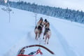 Rovaniemi Lapland Husky Experience 5km