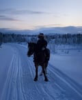 Bear's Way – Horseback trail ride