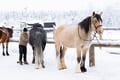 Bear's Way – Horseback trail ride