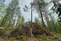 Forest Hike in Search of Finnish Mythological Creatures