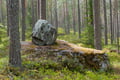 Forest Hike in Search of Finnish Mythological Creatures