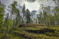 Forest Hike in Search of Finnish Mythological Creatures