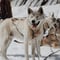 Husky Sledding in Rovaniemi – 5 km Safari & Farm Visit