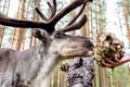 VISIT TO A TRADITIONAL REINDEER FARM IN AUTUMN