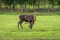 VISIT TO A TRADITIONAL REINDEER FARM IN AUTUMN