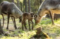 VISIT TO A TRADITIONAL REINDEER FARM IN AUTUMN