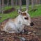 VISIT TO A TRADITIONAL REINDEER FARM IN AUTUMN