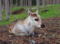 VISIT TO A TRADITIONAL REINDEER FARM IN AUTUMN