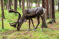 VISIT TO A TRADITIONAL REINDEER FARM IN AUTUMN