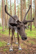 VISIT TO A TRADITIONAL REINDEER FARM IN AUTUMN