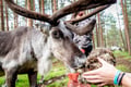 VISIT TO A TRADITIONAL REINDEER FARM IN AUTUMN