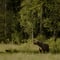 Bear Watching Experience 
